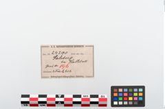 Etiketten zu Bronzebrillenfibel (NHMW-PRAE-024290)